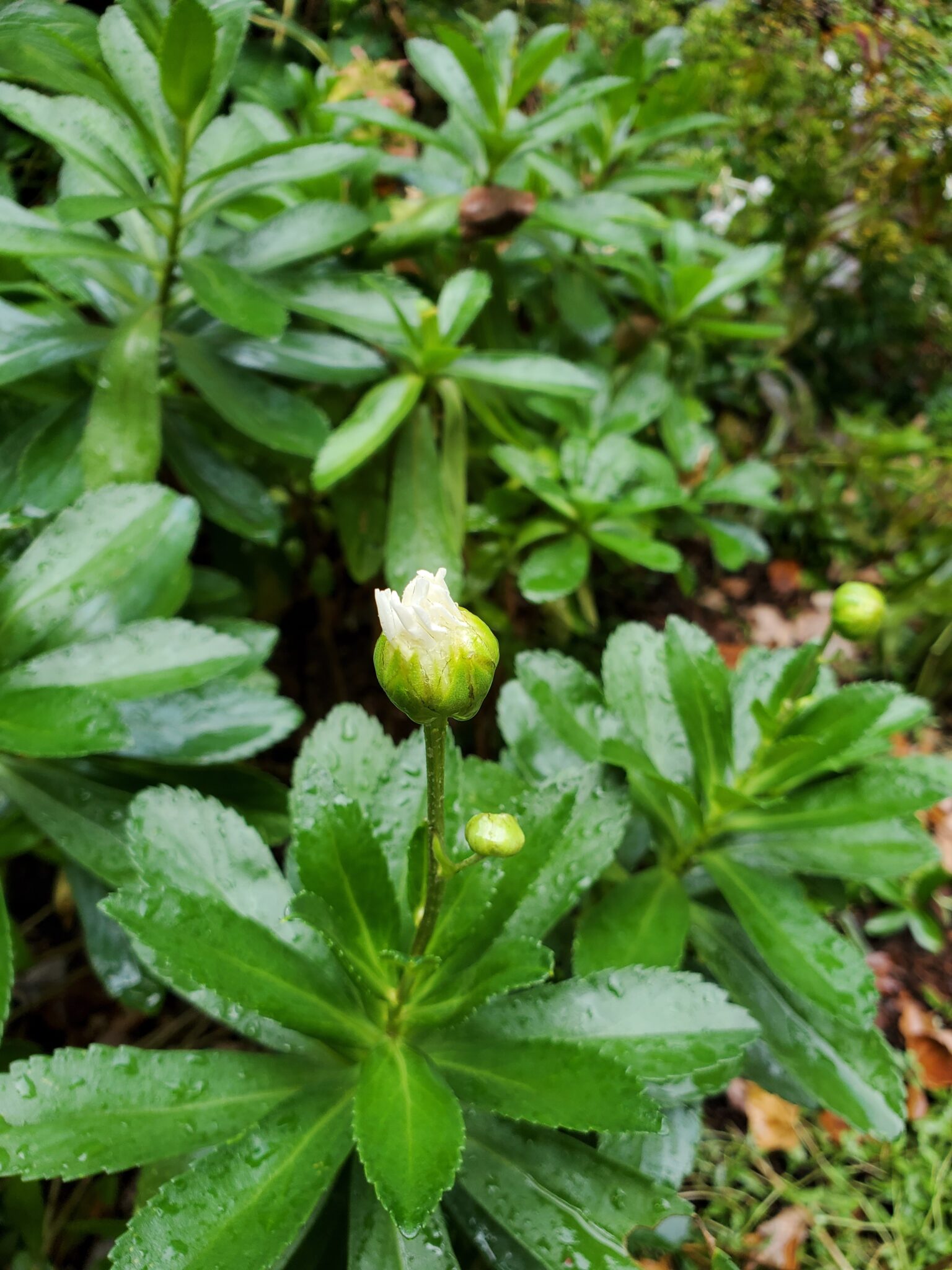 10 Great Perennials for Fall Planting - The Renaissance Garden Guy