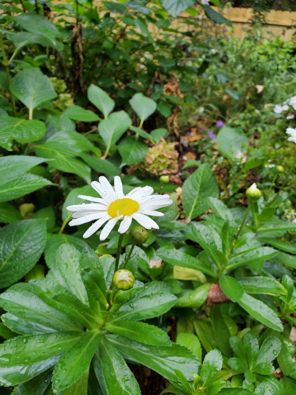 10 Great Perennials for Fall Planting - The Renaissance Garden Guy