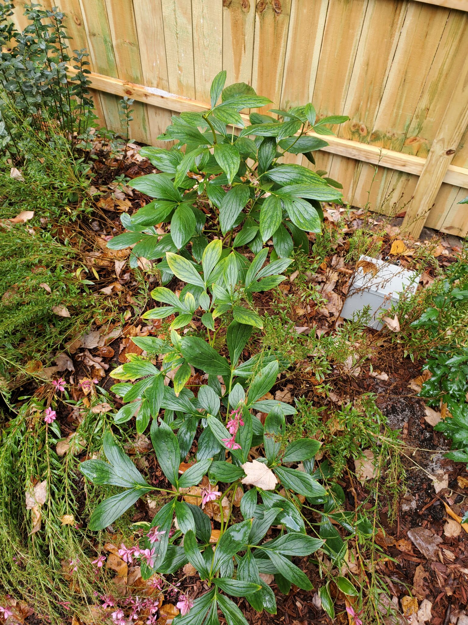 10 Great Perennials for Fall Planting - The Renaissance Garden Guy