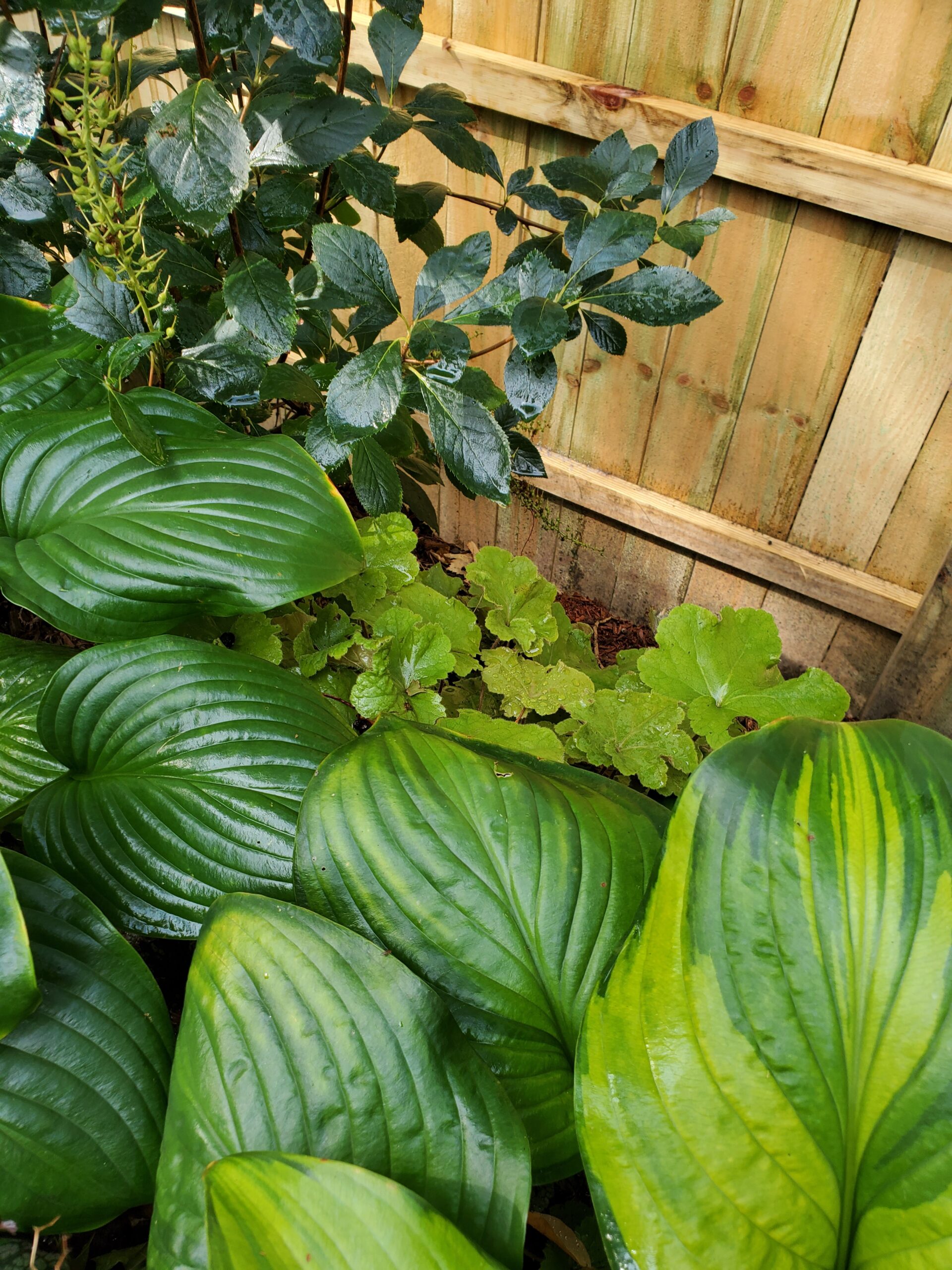 10 Great Perennials for Fall Planting - The Renaissance Garden Guy