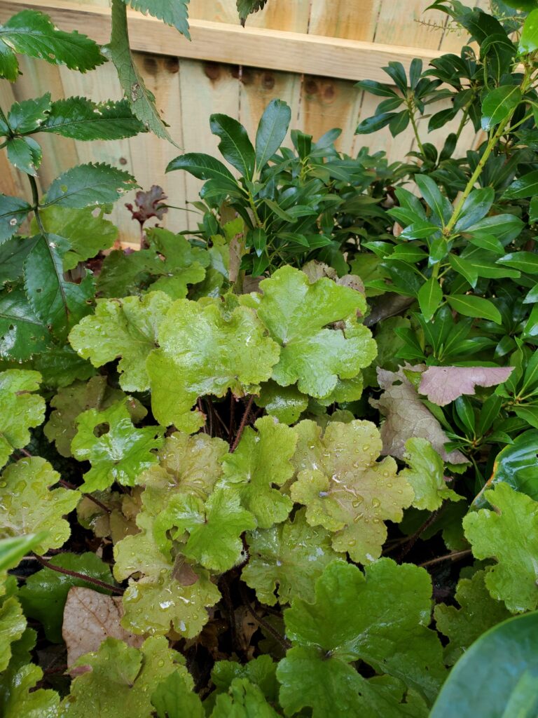 10 Great Perennials for Fall Planting - The Renaissance Garden Guy
