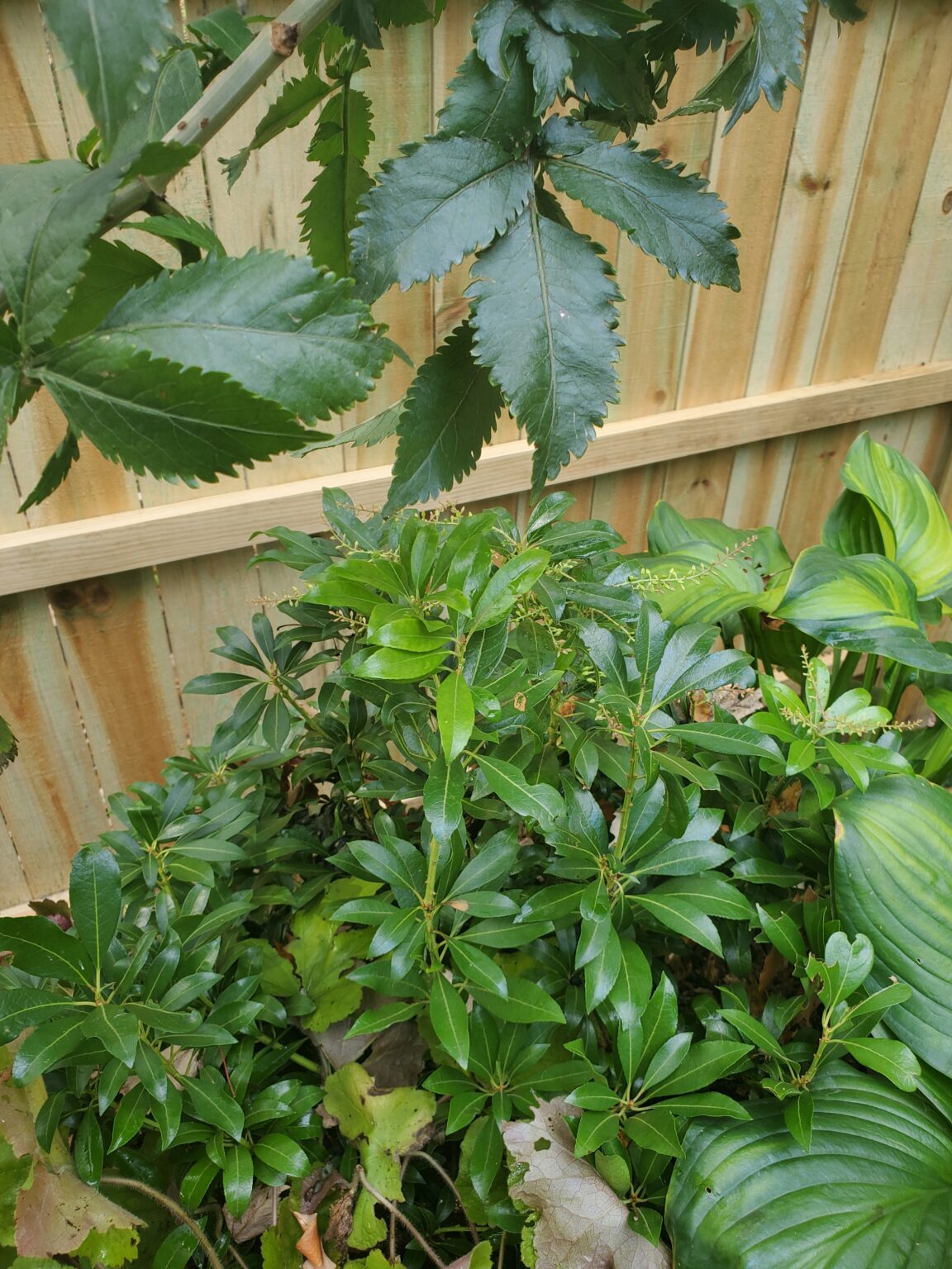 10 Great Perennials for Fall Planting - The Renaissance Garden Guy