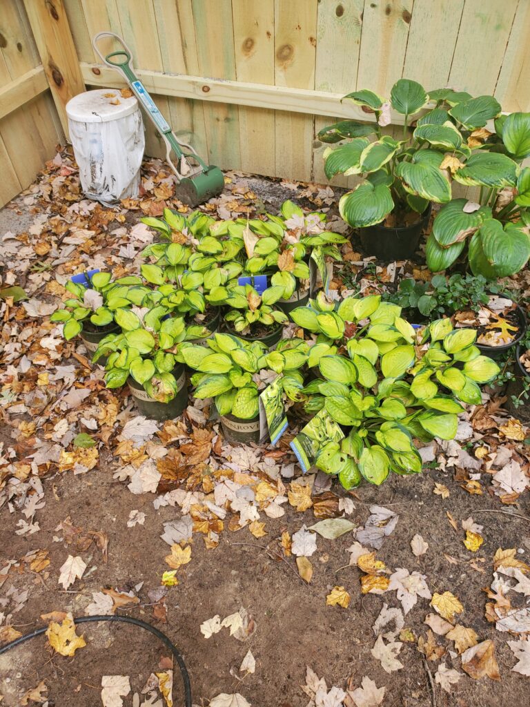 10 Great Perennials for Fall Planting - The Renaissance Garden Guy