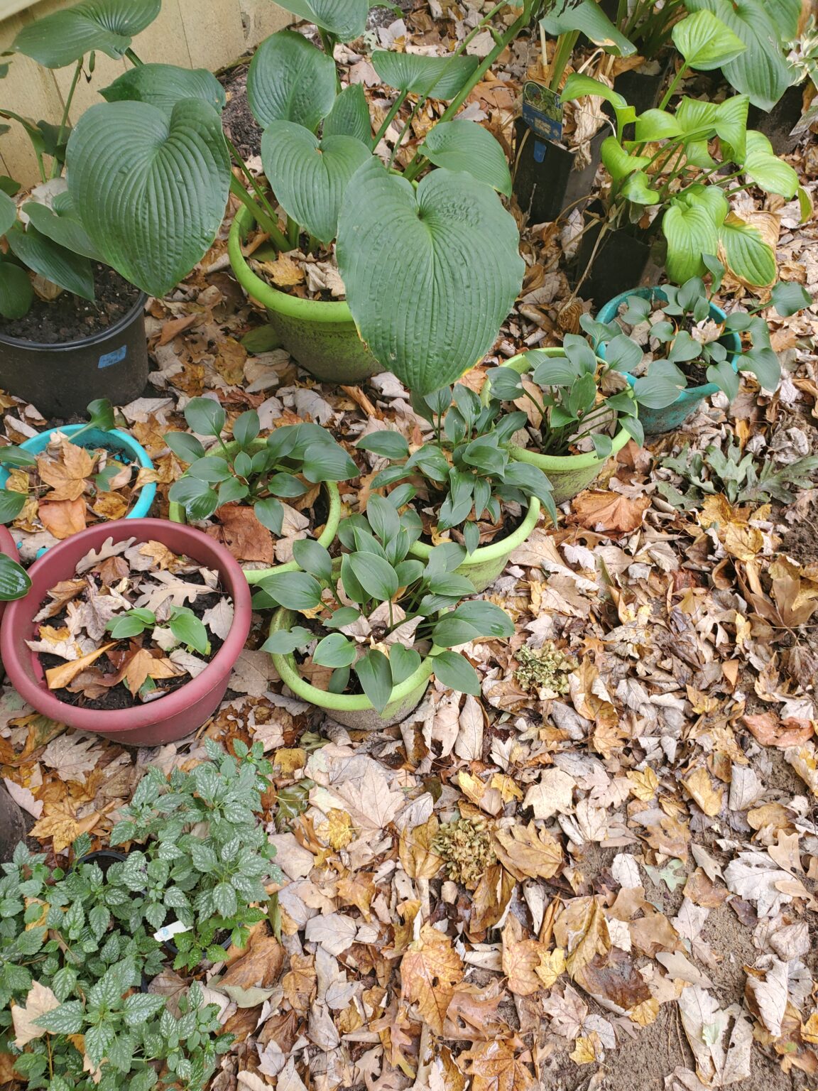 10 Great Perennials for Fall Planting - The Renaissance Garden Guy