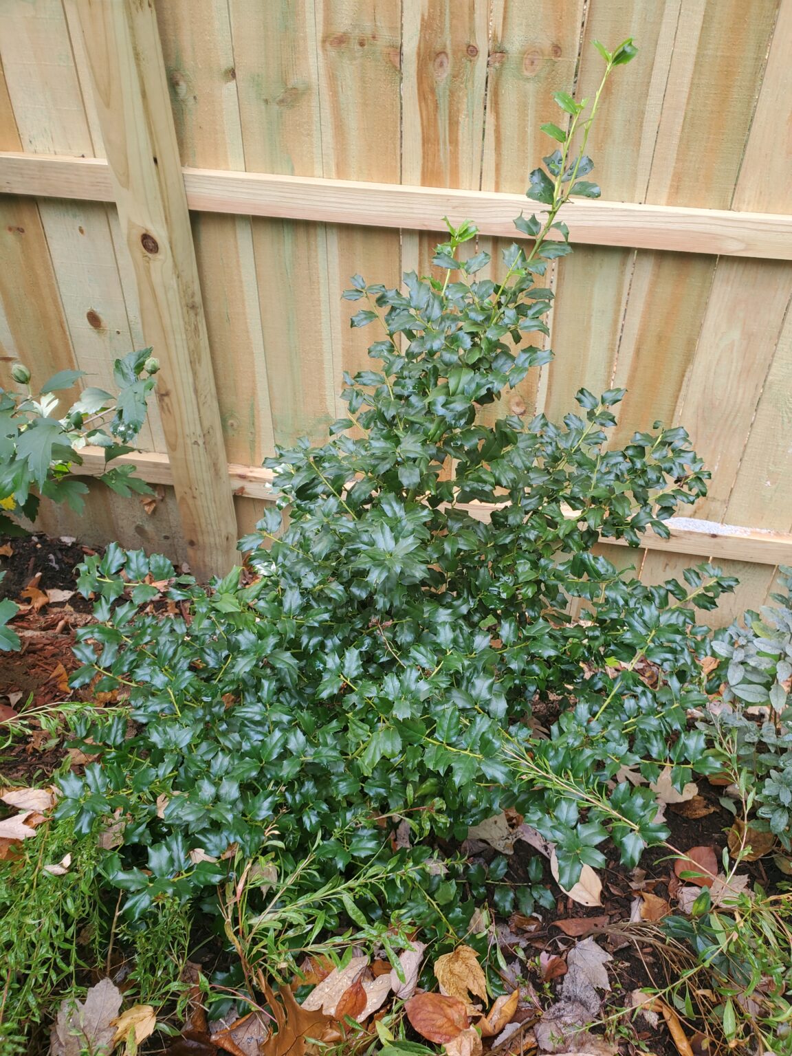 10 Great Perennials for Fall Planting - The Renaissance Garden Guy