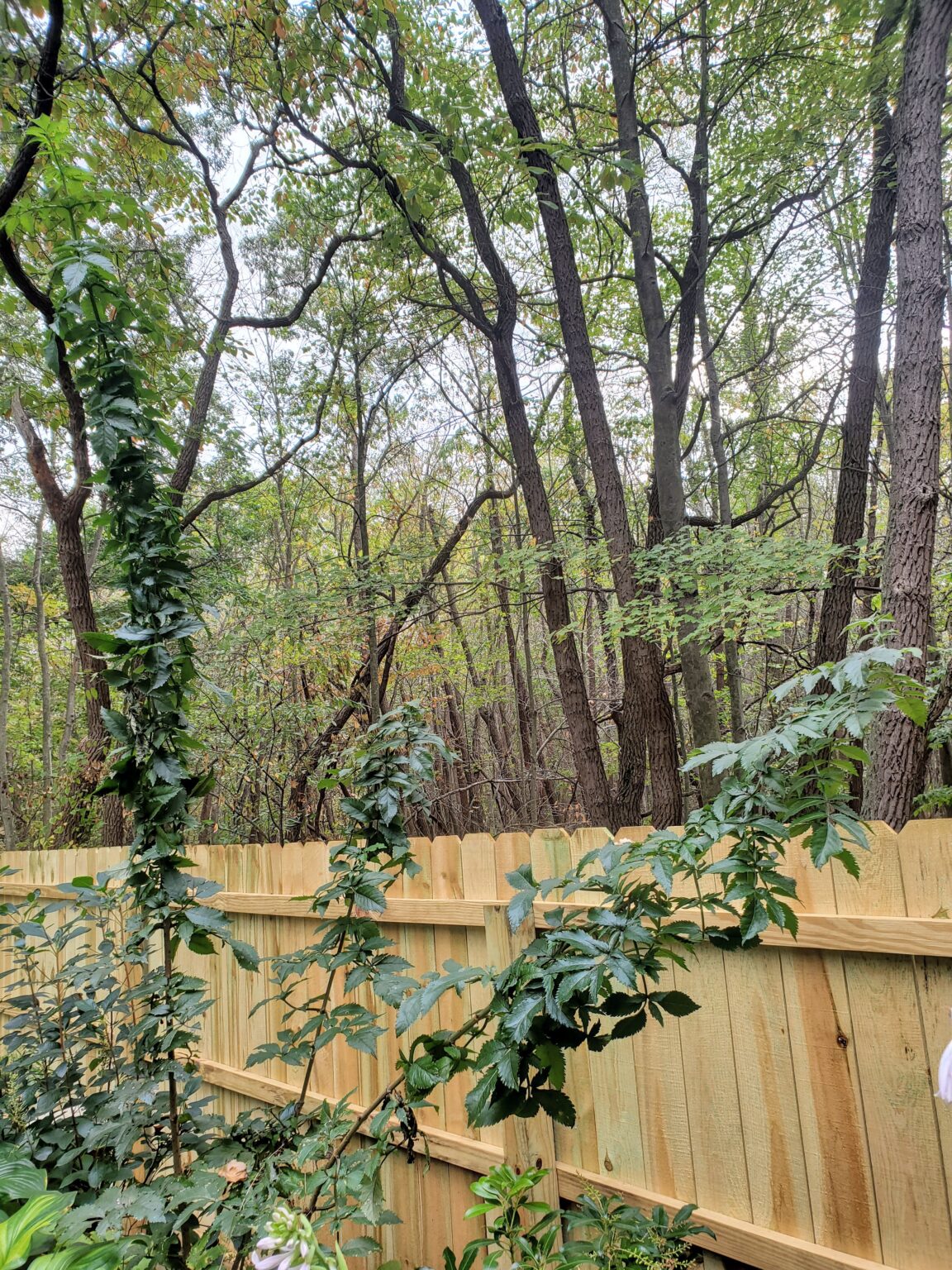 10 Great Perennials for Fall Planting - The Renaissance Garden Guy
