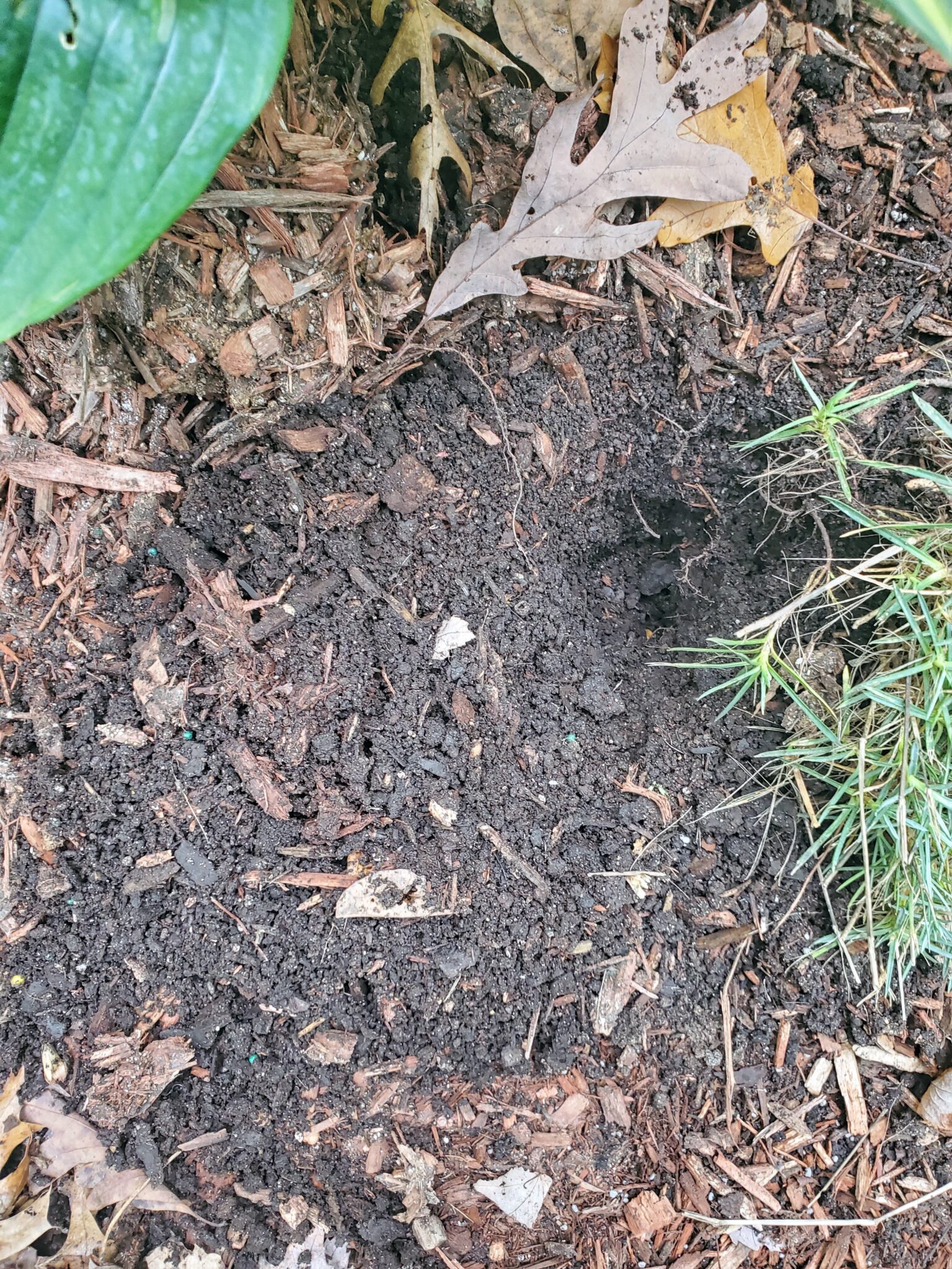 How to Keep Raccoons Possums Minks out of Your Garden The Renaissance