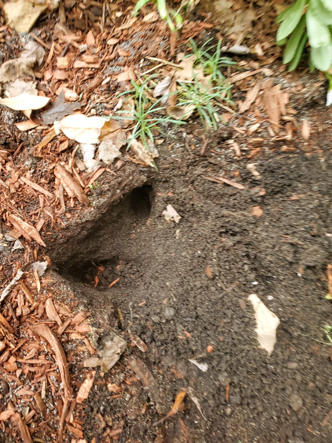 How to Keep Raccoons Possums Minks out of Your Garden The Renaissance