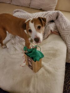 For My Dogs