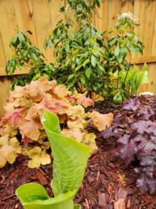 Readers, Show Me Your Gardens!!!