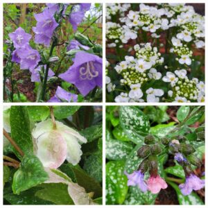 Readers, Show Me Your Gardens!!!
