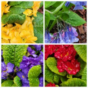 Readers, Show Me Your Gardens!!!
