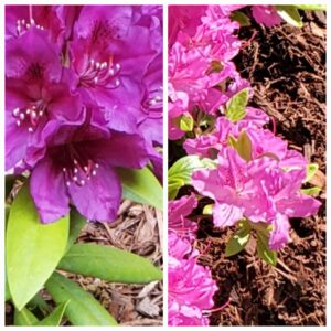 How to Fix Yellow Rhododendrons