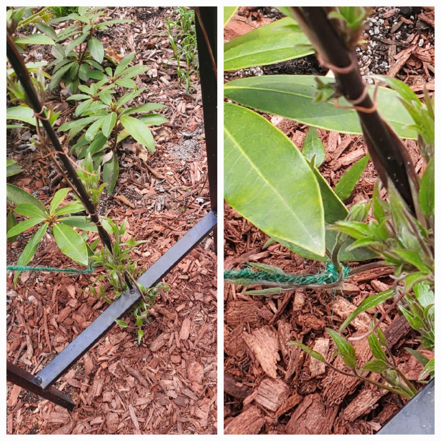 How to Train Clematis Vines to Climb An Easy Hack The Renaissance Garden Guy