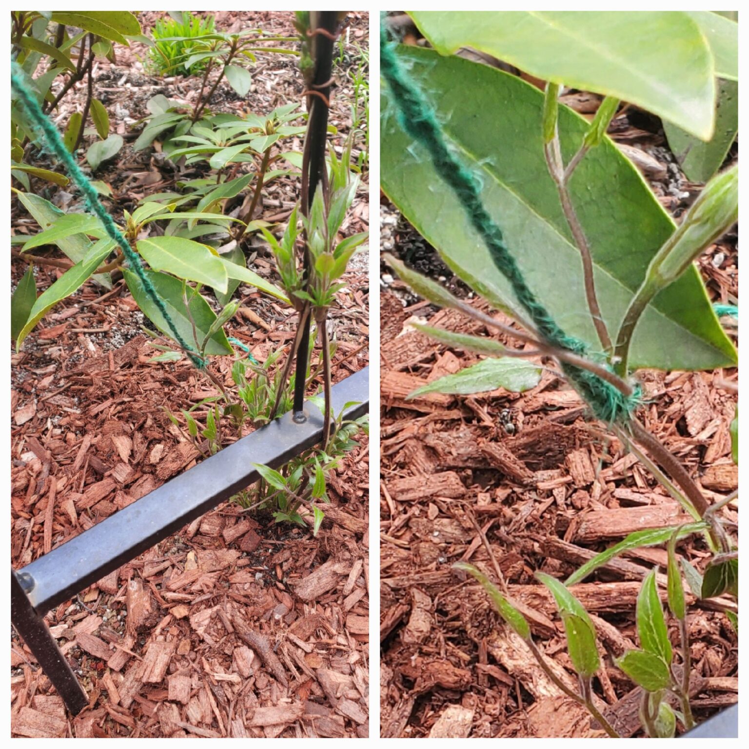 How to Train Clematis Vines to Climb An Easy Hack The Renaissance Garden Guy