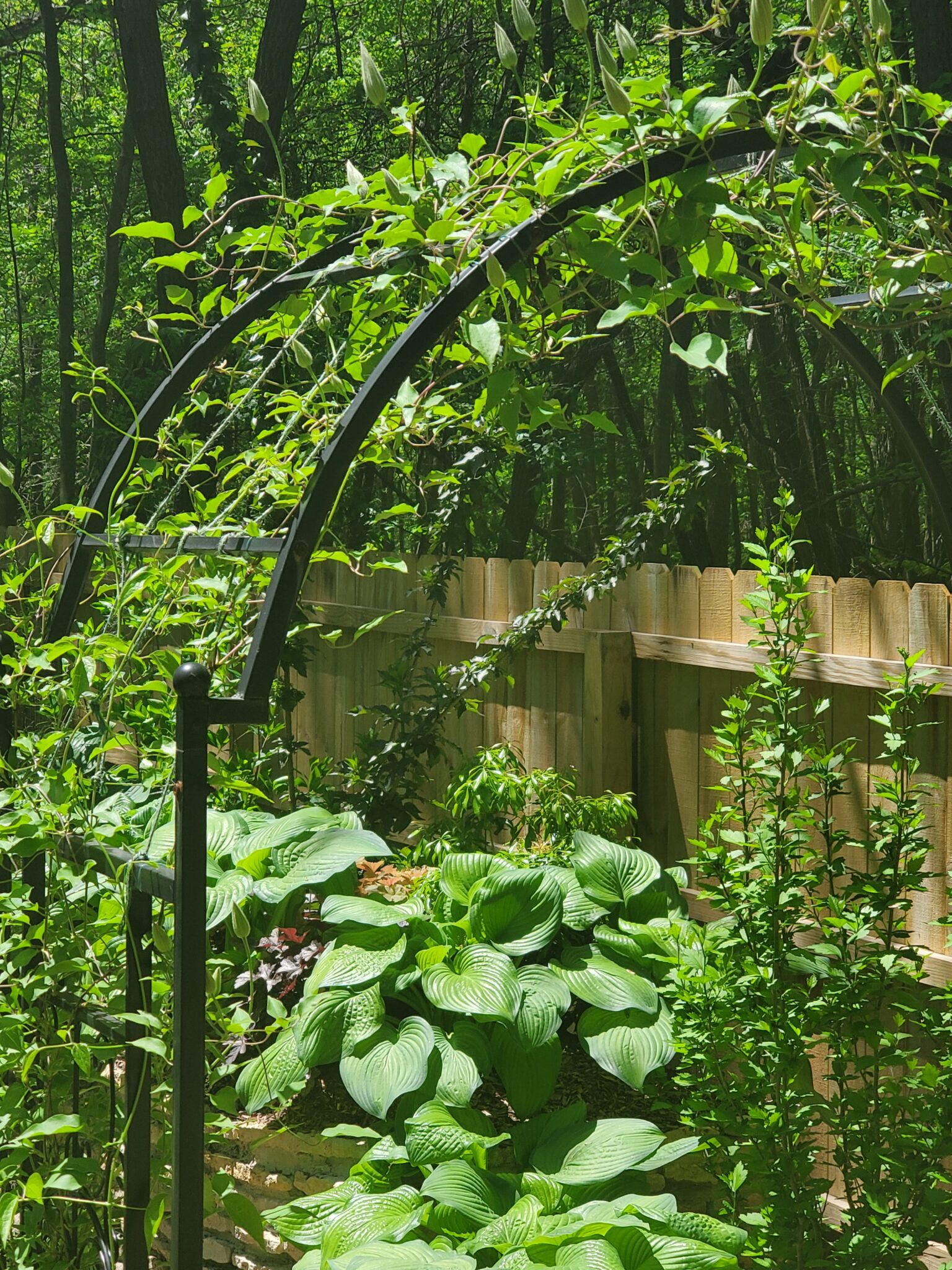 How to Train Clematis Vines to Climb An Easy Hack The Renaissance Garden Guy
