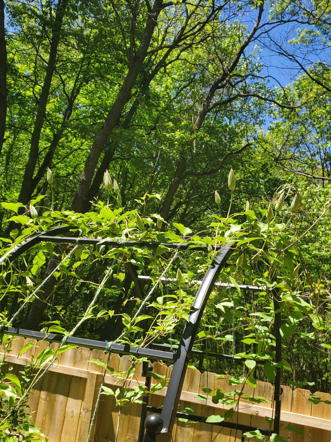 How to Train Clematis Vines to Climb An Easy Hack The Renaissance Garden Guy