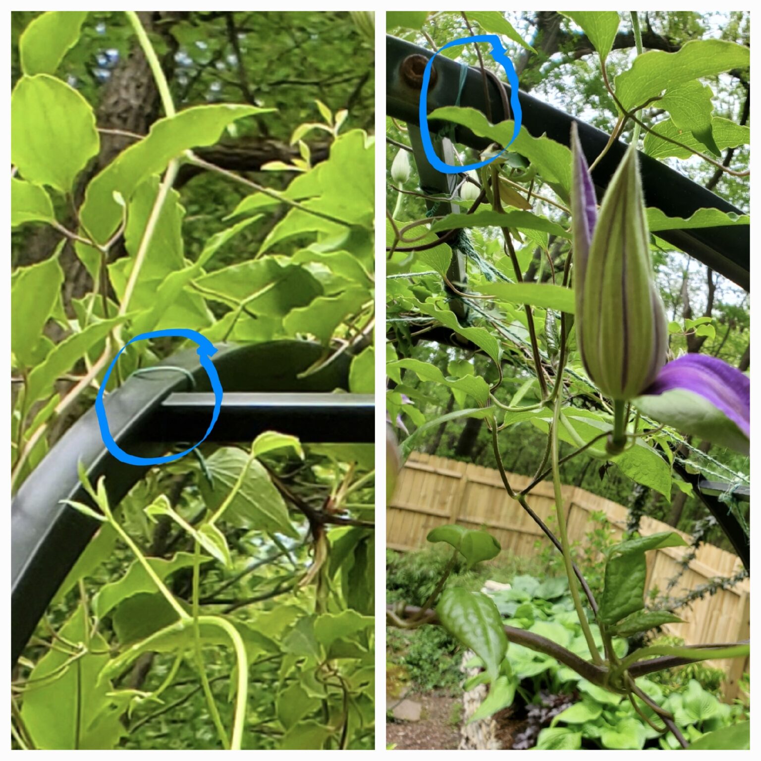 How to Train Clematis Vines to Climb An Easy Hack The Renaissance Garden Guy