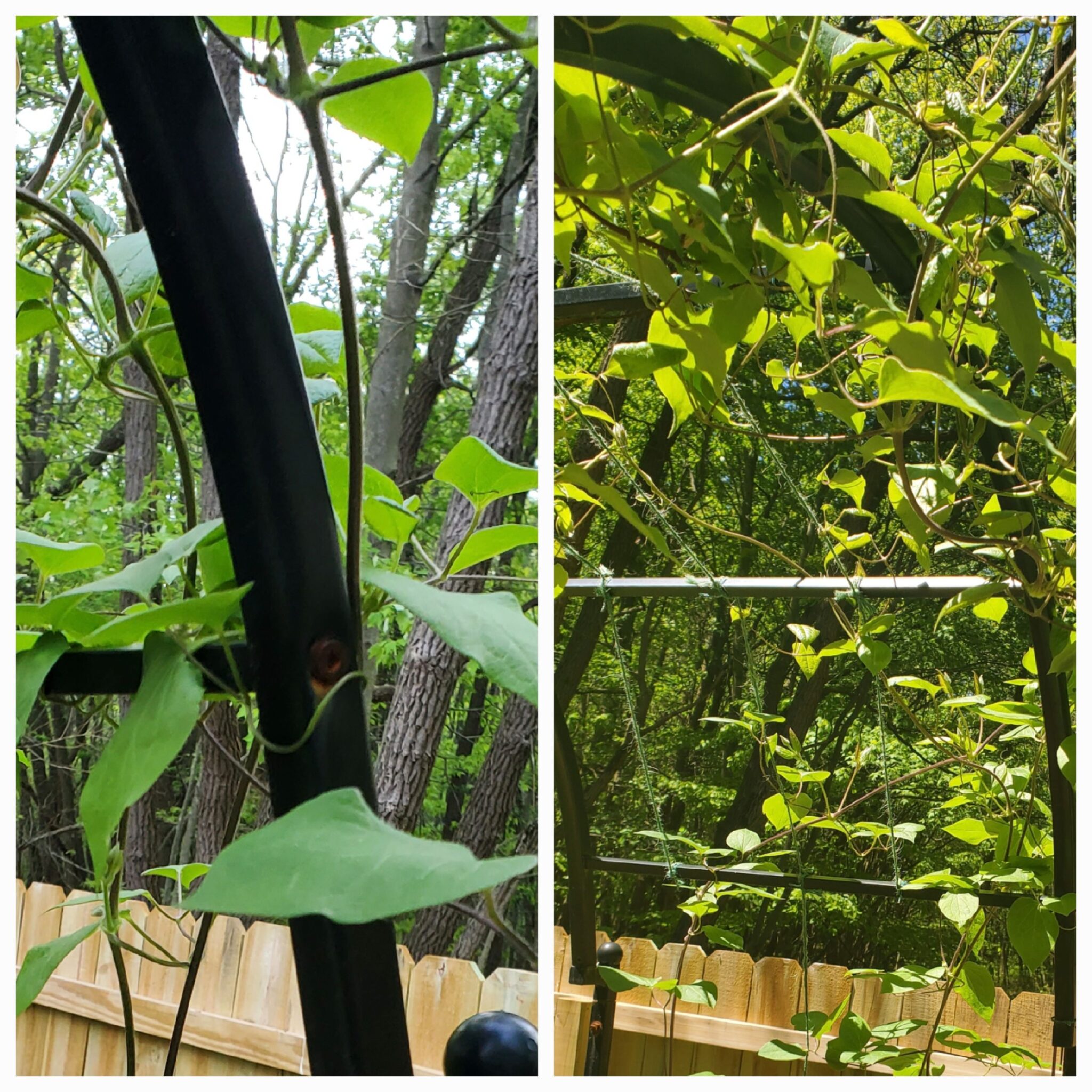 How to Train Clematis Vines to Climb An Easy Hack The Renaissance Garden Guy