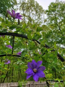 How to Train Clematis Vines to Climb