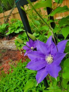 How to Train Clematis Vines to Climb