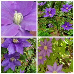 Readers, Show Me Your Gardens!!!