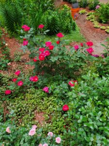 The Way to Prune and Deadhead Roses