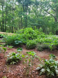 Readers, Show Me Your Gardens!!!