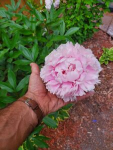 Readers, Show Me Your Gardens!!!
