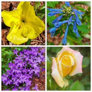 Readers, Show Me Your Gardens!!!