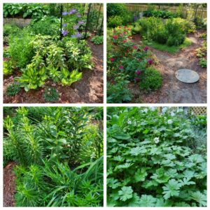 Readers, Show Me Your Gardens!!!