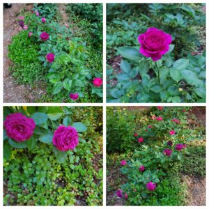 The Way to Prune and Deadhead Roses