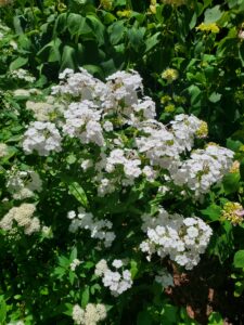 Assessing Nature with a Certain Detachment