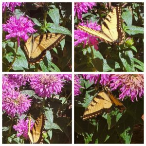 Assessing Nature with a Certain Detachment