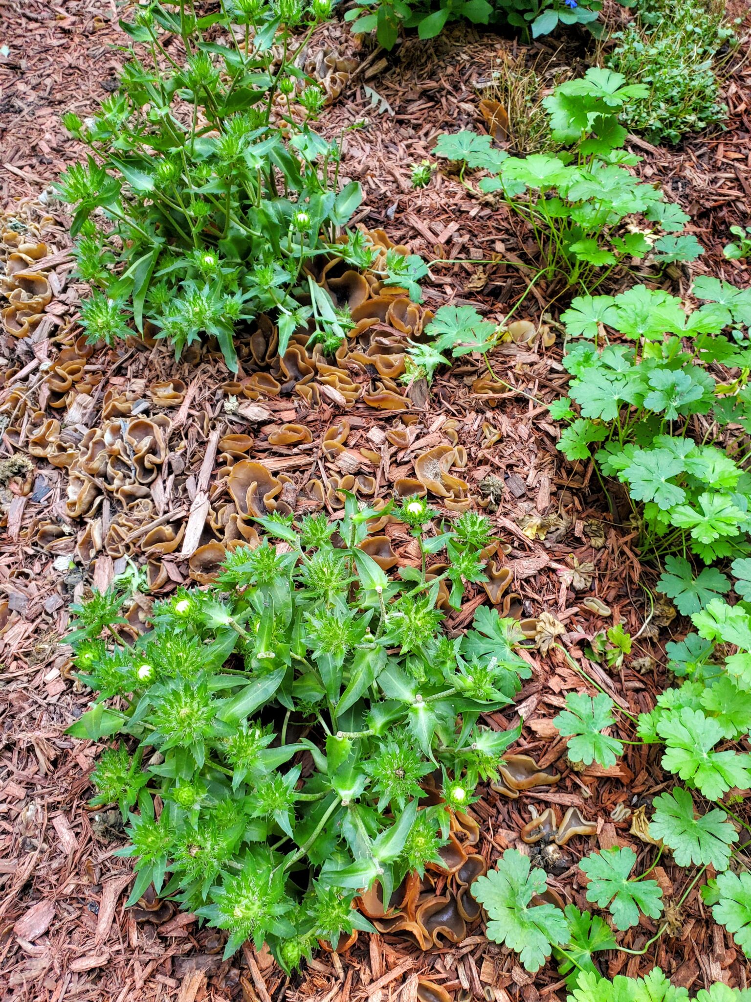 Weird and Stinky Fungus in Your Mulch? Get Rid of It Quick The