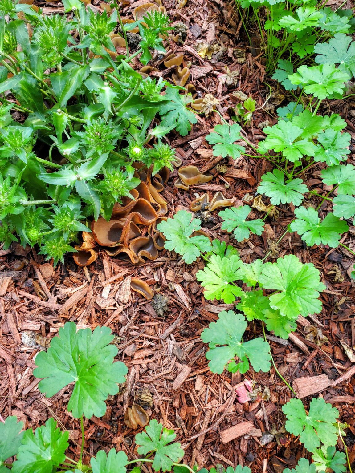 Weird and Stinky Fungus in Your Mulch? Get Rid of It Quick The