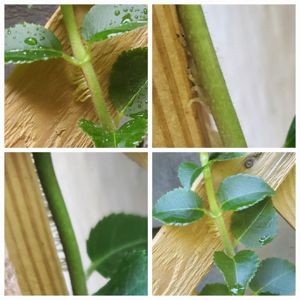 How Do Climbing Vines Actually Climb? The Renaissance Garden Guy