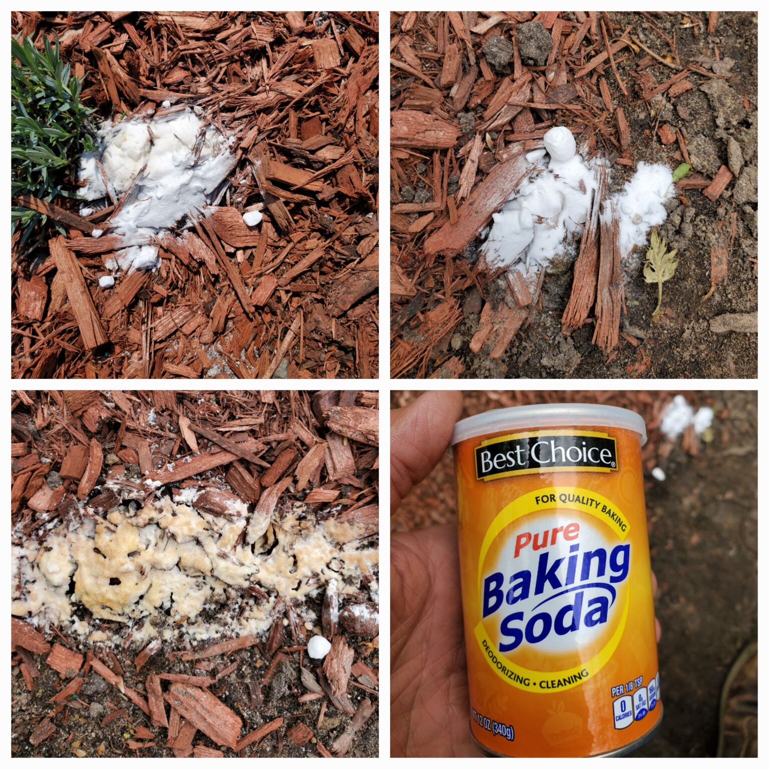 Weird and Stinky Fungus in Your Mulch? Get Rid of It Quick The