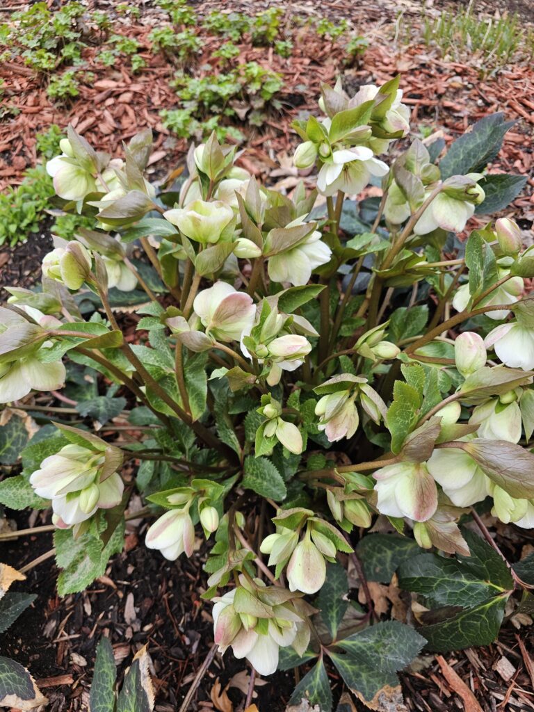 Helleborus Foetidus HELLEBORE, CHRISTMAS ROSE - Ferri Seeds
