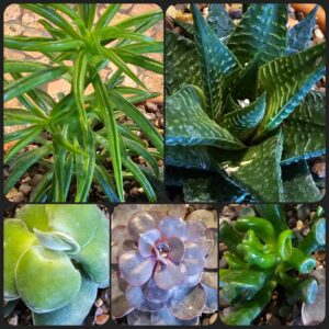 Houseplants, Succulents, and Tropicals