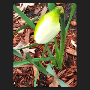 Precocious Bloomers