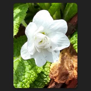 Precocious Bloomers