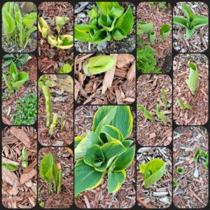 Hostas, Shade-lovers, and Groundcovers