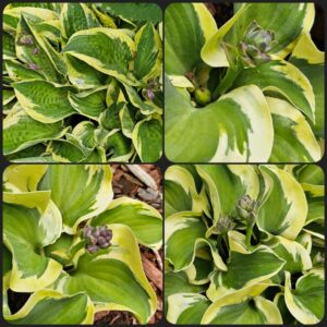 Hostas, Shade-lovers, and Groundcovers
