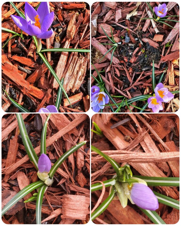 Great Bulbs for Fall Planting - The Renaissance Garden Guy
