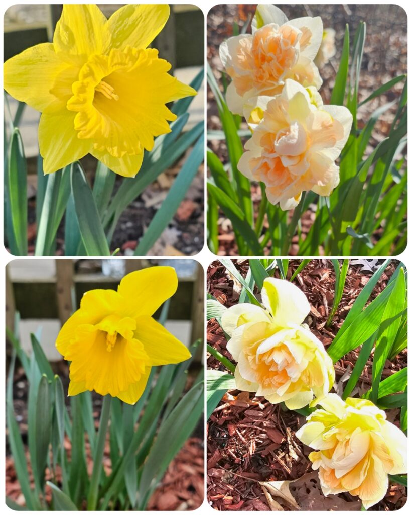 Great Bulbs for Fall Planting - The Renaissance Garden Guy
