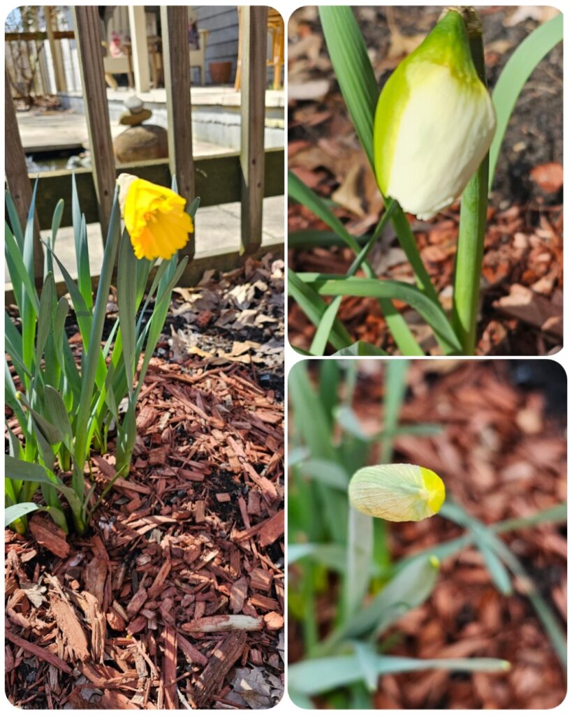 Great Bulbs for Fall Planting - The Renaissance Garden Guy