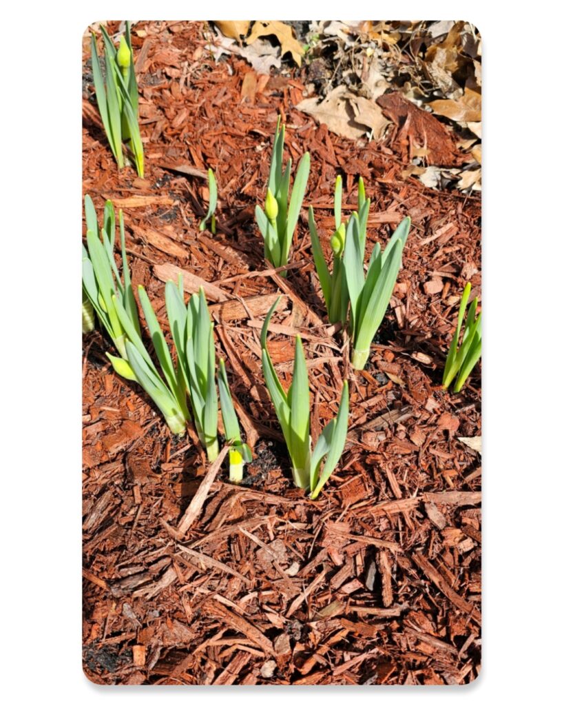Great Bulbs for Fall Planting - The Renaissance Garden Guy