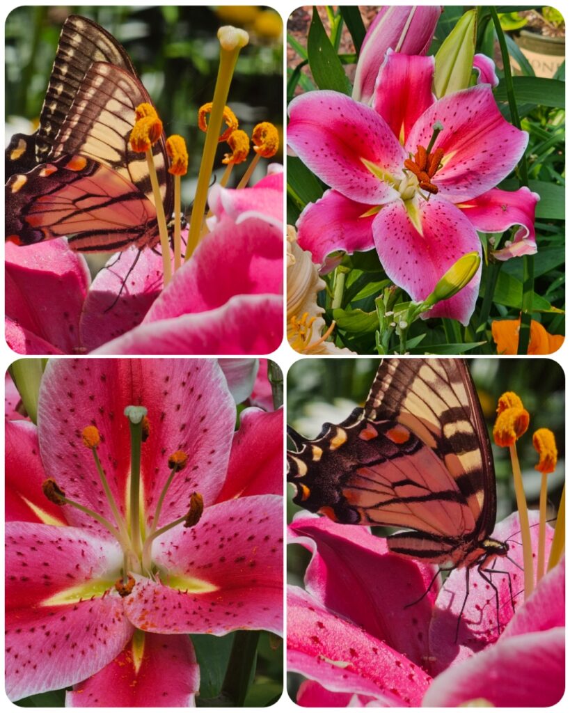 Great Bulbs for Fall Planting - The Renaissance Garden Guy