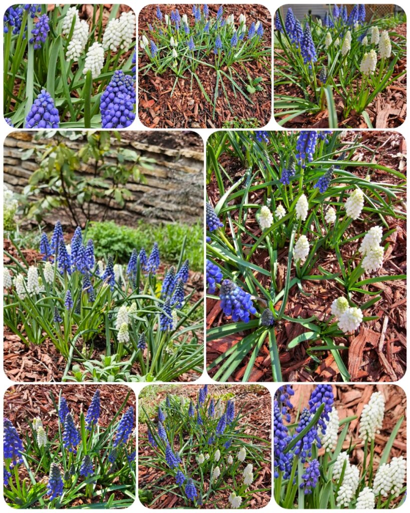 Great Bulbs for Fall Planting - The Renaissance Garden Guy